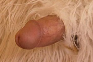 kk4kk欧美激情